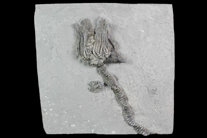 Crinoid (Platycrinites) Fossil - Crawfordsville, Indiana #92759
